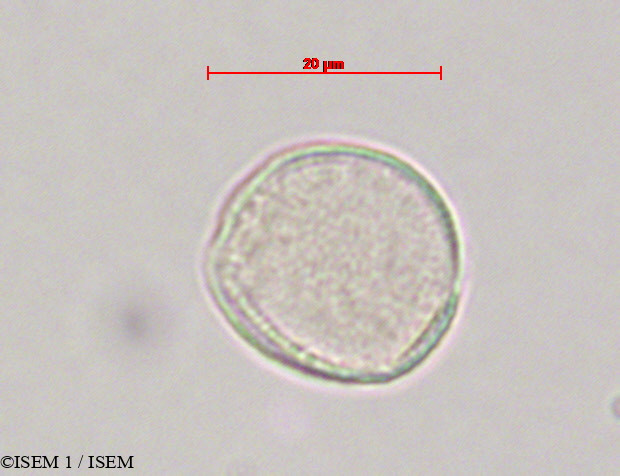 ISEM 1/Dioscorea_composita_28080/Dioscorea_composita_28080_0003(copy).jpg